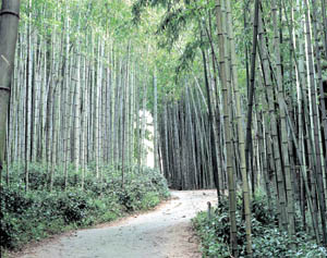 폭설이 세상 뒤덮는 날, 대숲으로 오라