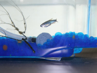 새로운 식구, Michael