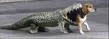 가장 멋진 강아지 옷