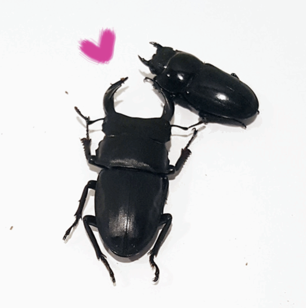 짧은 삶, 긴 그림자: 사슴벌레와의 철학적 조우