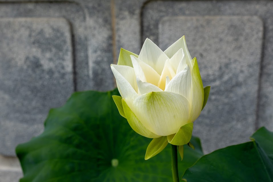 삼막사(경기도 안양시) 서울 4대사찰 – 남쪽 삼막사(경기도 안양시) 서울 4대사찰 – 남쪽